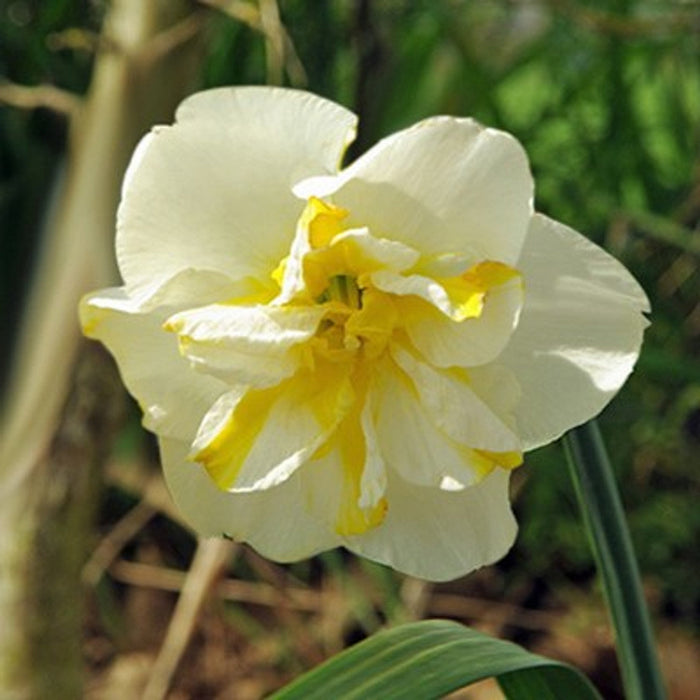 Bulbi de Narcise "Lemon Beauty", 2 Bucati