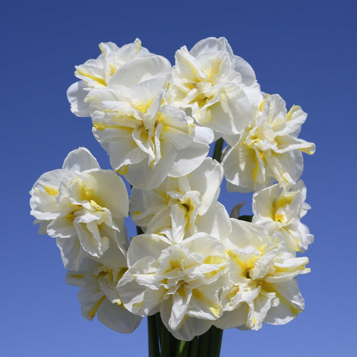 Bulbi de Narcise "Lemon Beauty", 2 Bucati