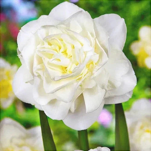 Bulbi de Narcise "Obdam", 2 Bucati