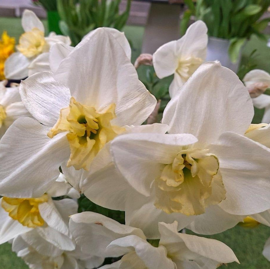 Цветущие белые нарциссы Papillon Blanc крупным планом, весенние цветы для сада