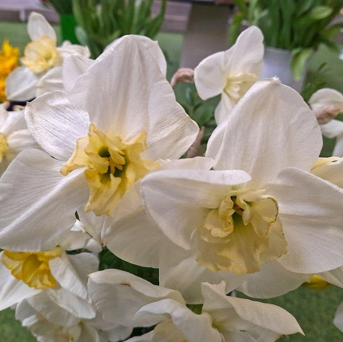 Bulbi de Narcise "Papillon Blanc", 2 Bucati