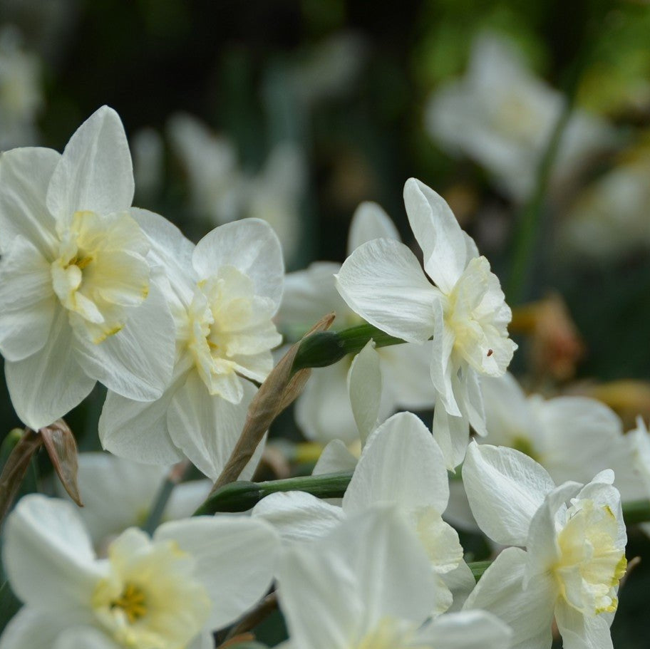 Белые махровые нарциссы Papillon Blanc цветут на клумбе, крупный план цветов.