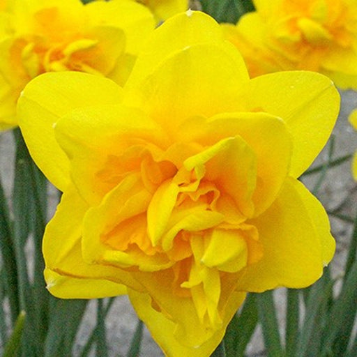Bulbi de Narcise "Queen's Day", 2 Bucati