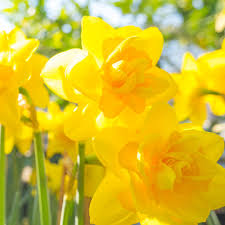 Яркие жёлтые нарциссы Queen's Day в саду, крупный план, цветение весной