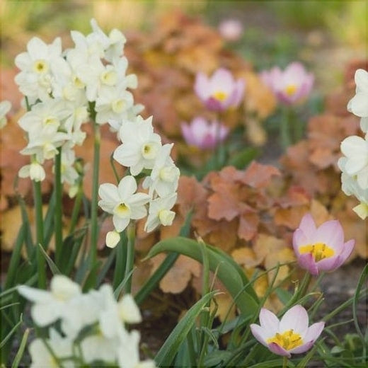 Bulbi de Narcise "Silver Chimes", 2 Bucati