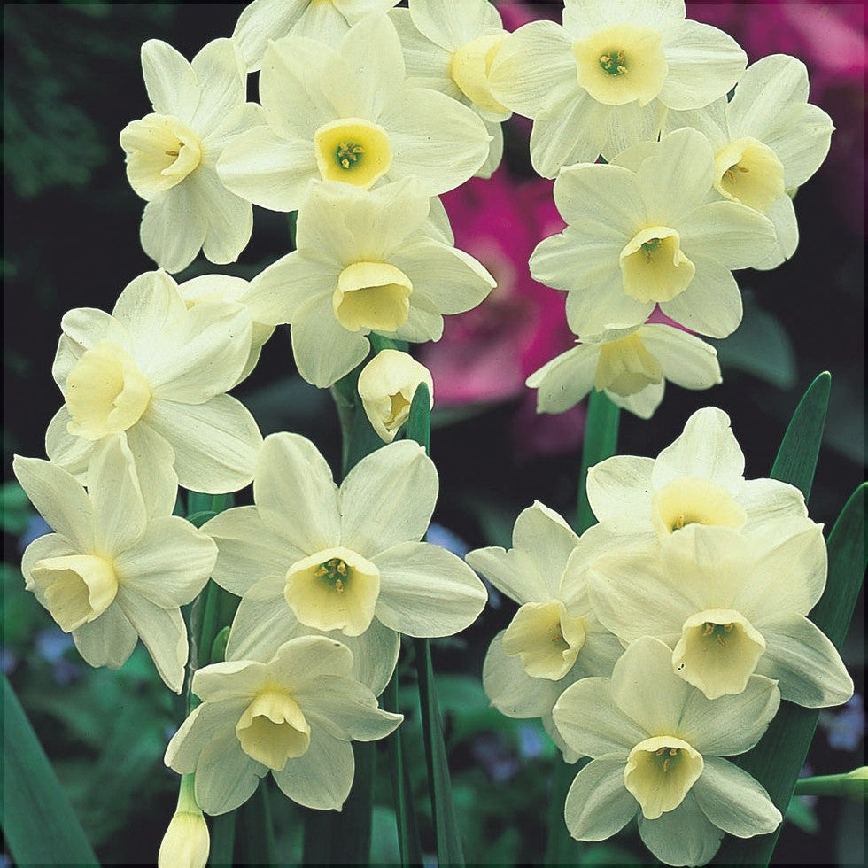 Bulbi de Narcise "Silver Chimes", 2 Bucati