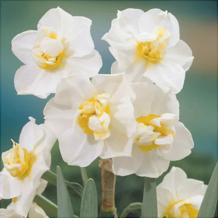 Bulbi de Narcise "White Cheerfulness", 2 Bucati