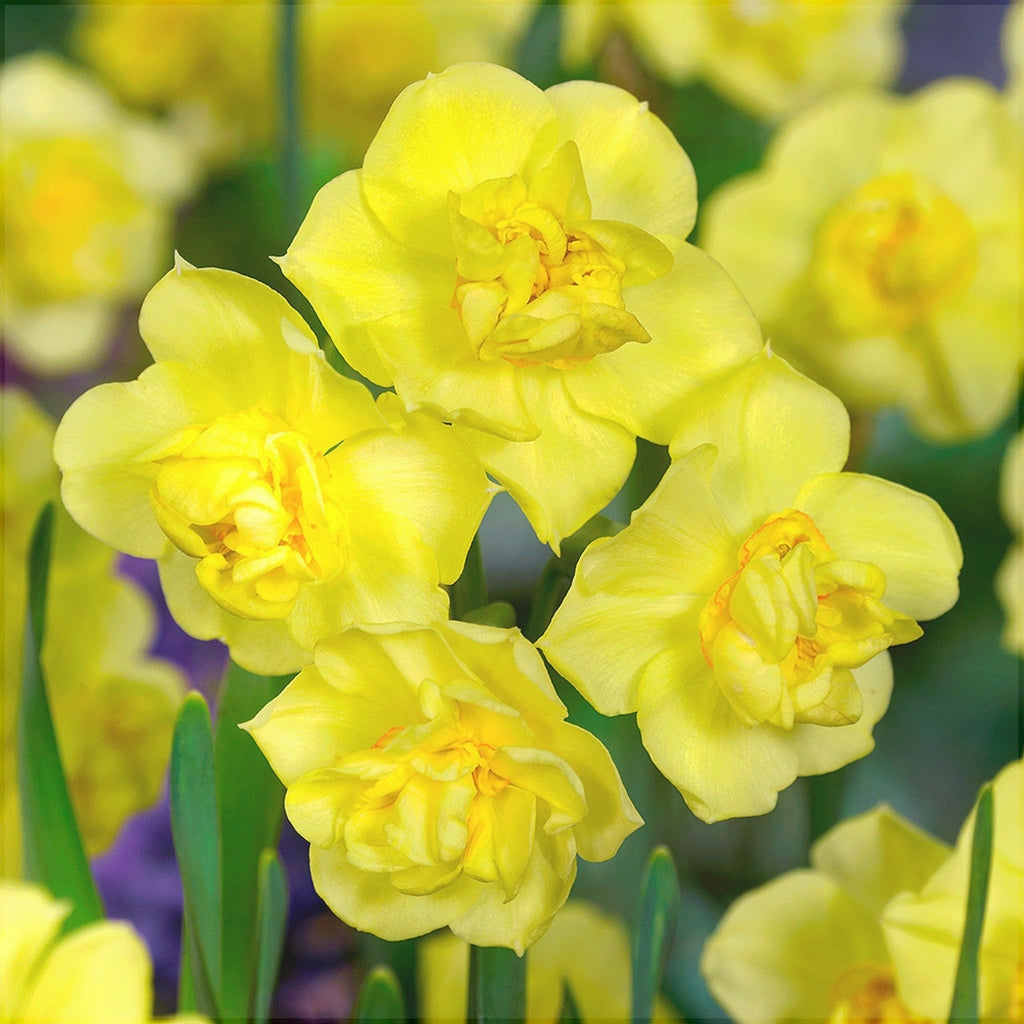 Жёлтые цветы нарцисса Yellow Cheerfulness на зелёных стеблях, крупный план, весна