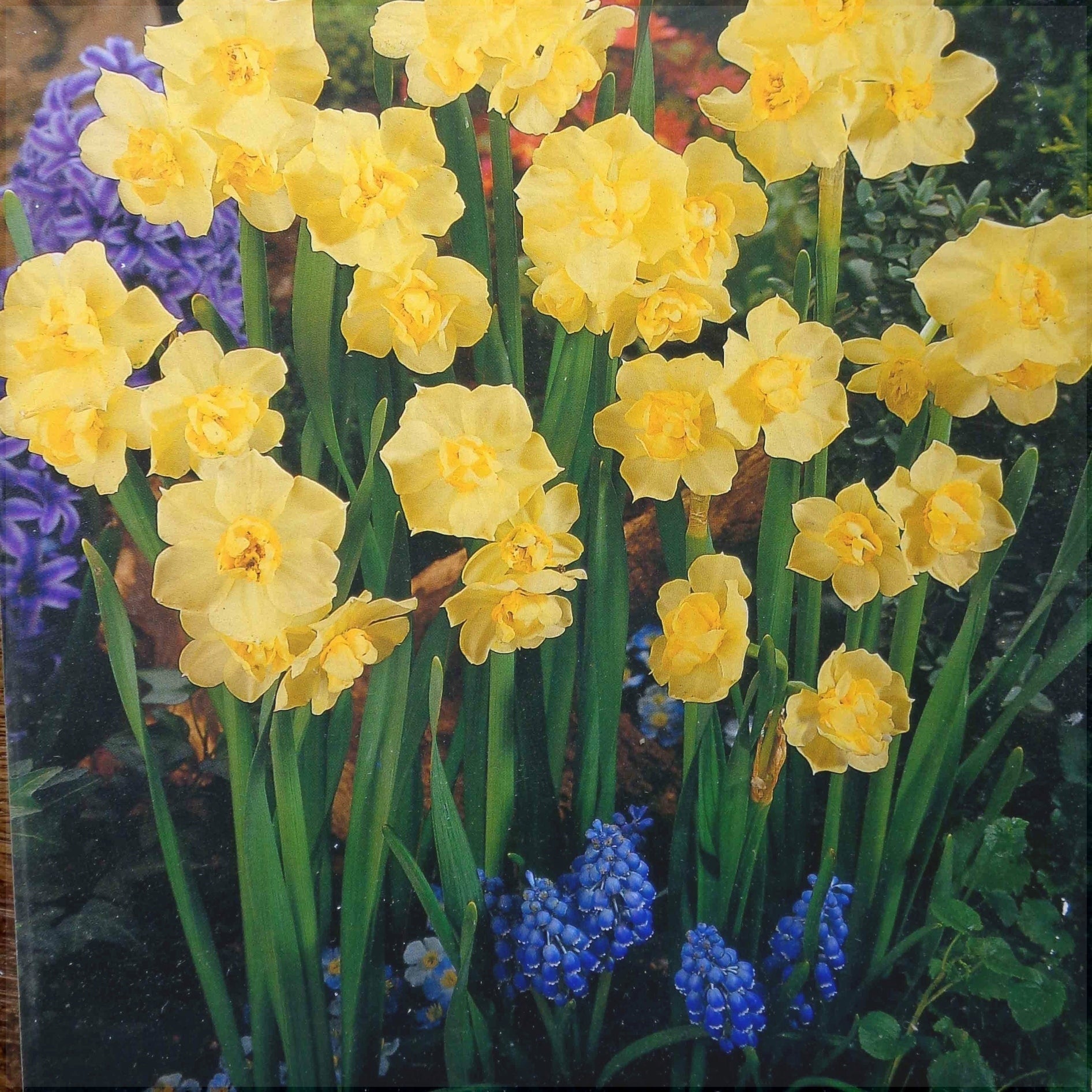 Жёлтые цветы нарцисса Yellow Cheerfulness и синие мускари в саду