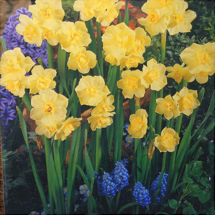 Bulbi de Narcise "Yellow Cheerfulness", 2 Bucati
