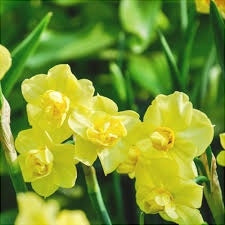 Желтые нарциссы Yellow Cheerfulness на зеленом фоне, крупным планом