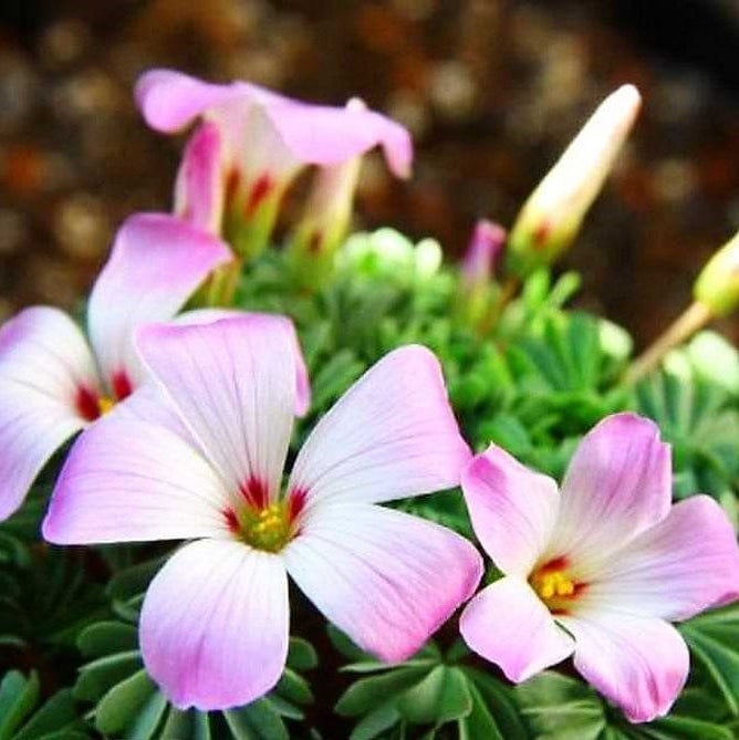 Цветение Oxalis Adenophylla с нежно-розовыми лепестками и зелёной листвой, декоративное растение