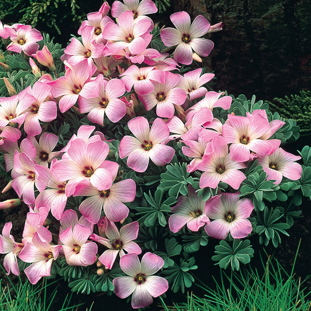 Розовые цветы Oxalis Adenophylla с тройчатыми листьями в саду, декоративное растение