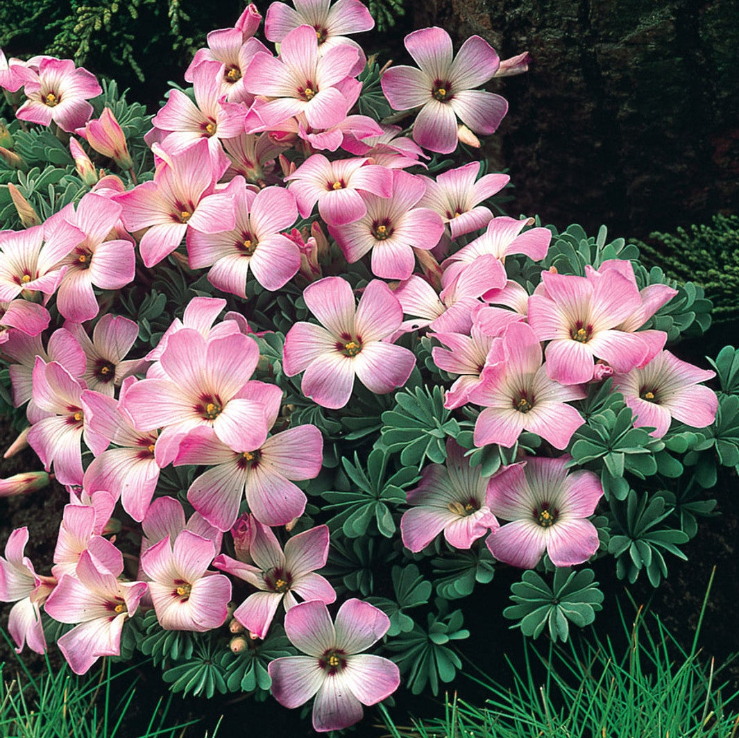 Розовые цветы Oxalis Adenophylla с тройчатыми листьями в саду, декоративное растение