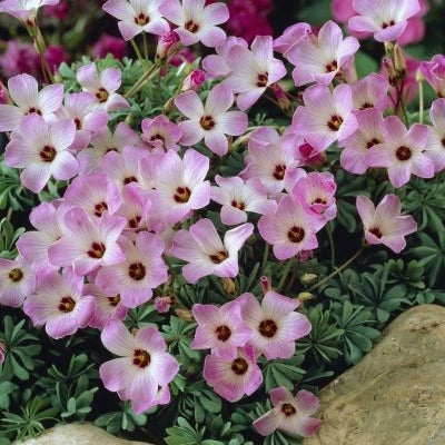 Розовые цветы Oxalis Adenophylla с декоративной листвой, растущие в саду среди камней