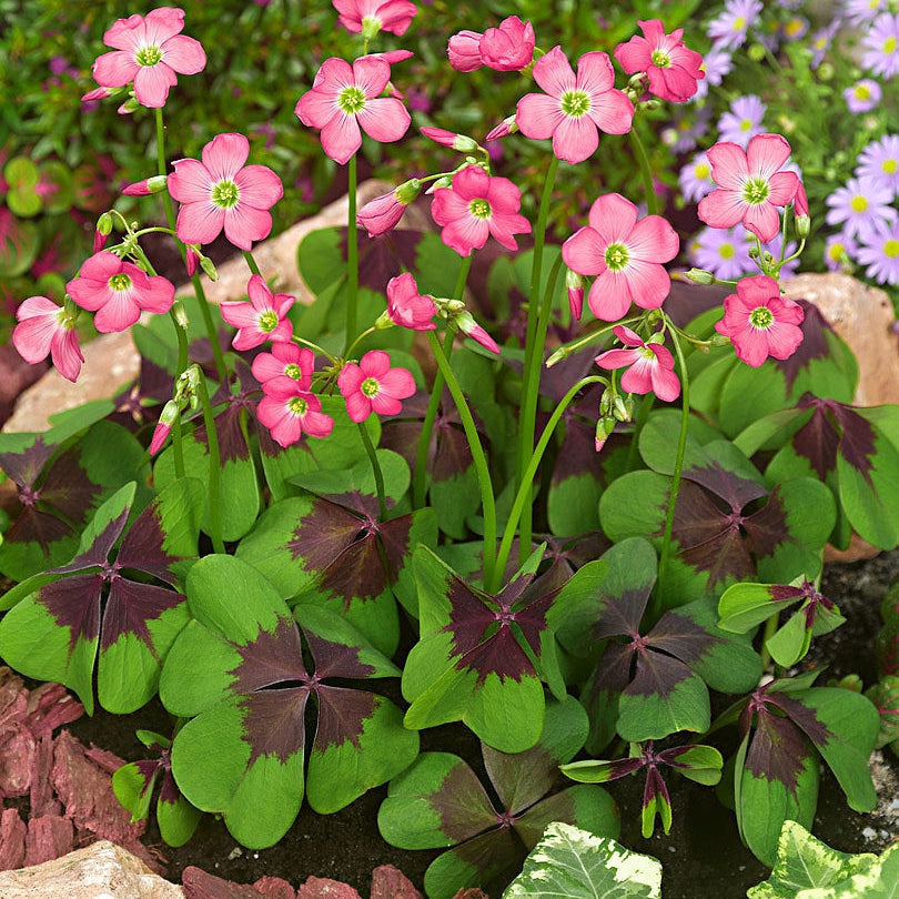 Цветущие декоративные растения Oxalis Deppei Iron Cross с розовыми цветами и необычными листьями в саду