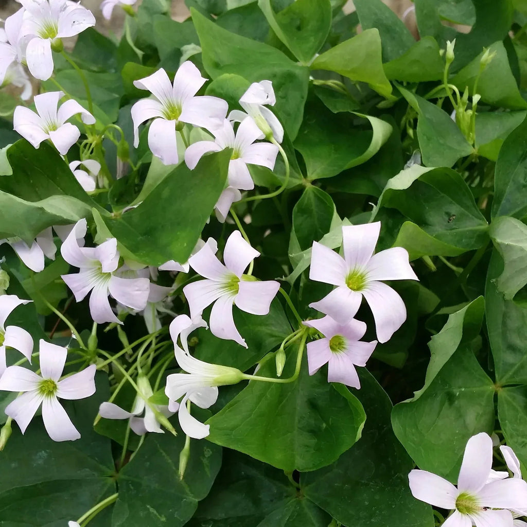 Цветущее растение Oxalis Regnellii с трёхлистными листьями и белыми цветами