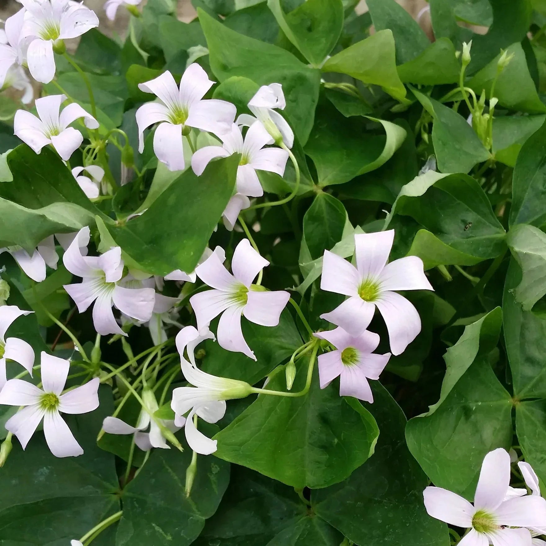 Цветущее растение Oxalis Regnellii с трёхлистными листьями и белыми цветами