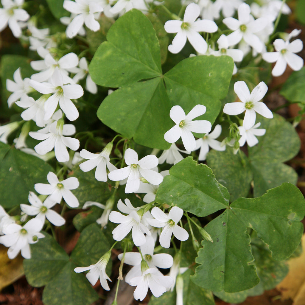 Белые цветы Oxalis regnellii с зелеными тройчатыми листьями, декоративное растение