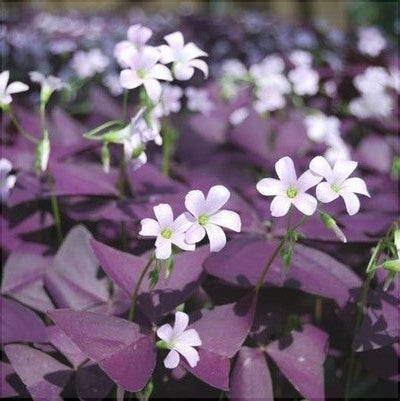 Цветущие фиолетовые листья и бело-розовые цветы Oxalis Triangularis в саду