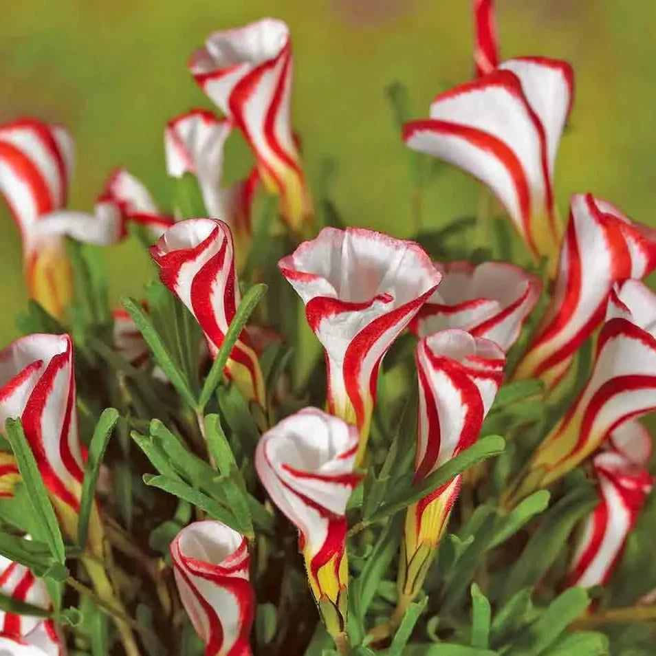 Красно-белые цветы Oxalis Versicolor с зелёной листвой, крупным планом, декоративное растение