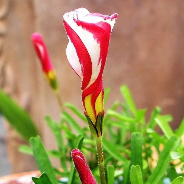 Бутон Oxalis Versicolor с красно-белыми лепестками и зелёной листвой, декоративный цветок