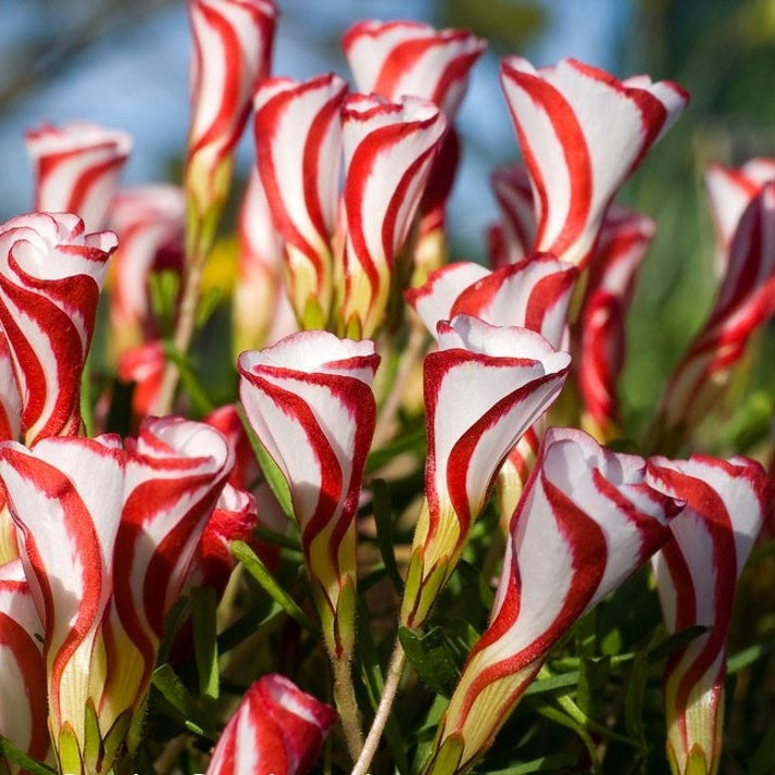 Цветы Oxalis versicolor с бело-красными лепестками, декоративное растение на улице