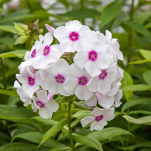 Bulbi-de-Phlox-Europe-I-Brumarele-1-Bucata-4 - Pepiniera României
