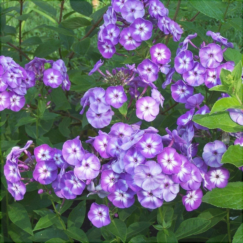 Bulbi-de-Phlox-Laura-I-Brumarele-1-Bucata-4 - Pepiniera României