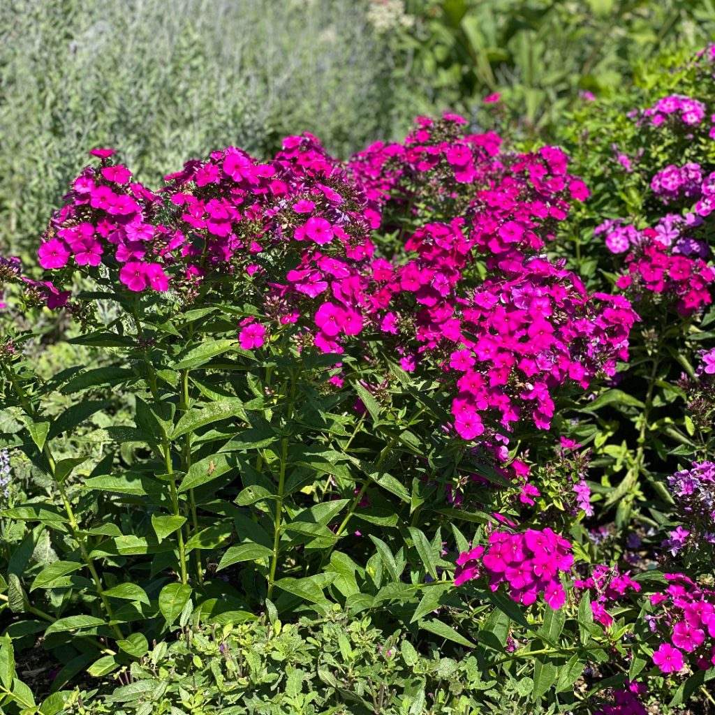 Bulbi-de-Phlox-Nicky-I-Brumarele-1-Bucata-0 - Pepiniera României