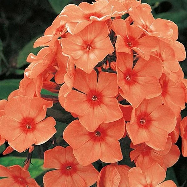 Оранжевые цветы флокса метельчатого Orange Perfection крупным планом в саду