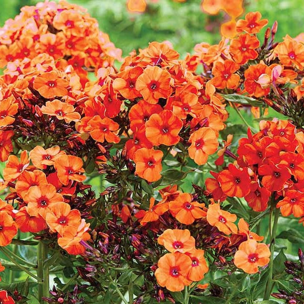 Оранжевые цветы флокс Orange Perfection на клумбе, крупным планом