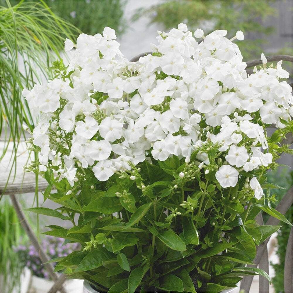 Bulbi-de-Phlox-Paniculata-Alb-1-Bucata-7 - Pepiniera României