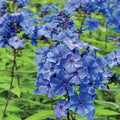Bulbi-de-Phlox-Paniculata-Albastru-1-Bucata-6 - Pepiniera României