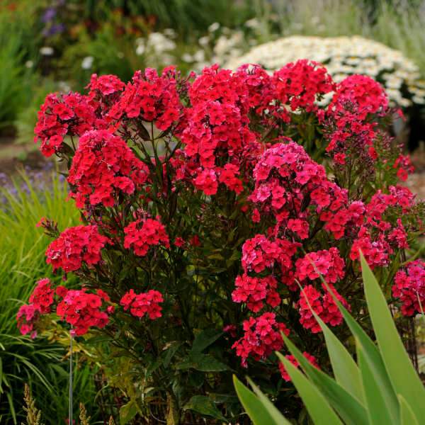 Bulbi-de-Phlox-Paniculata-Rosu-1-Bucata-3 - Pepiniera României
