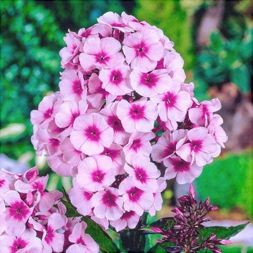 Bulbi-de-Phlox-Paniculata-Roz-1-Bucata-3 - Pepiniera României