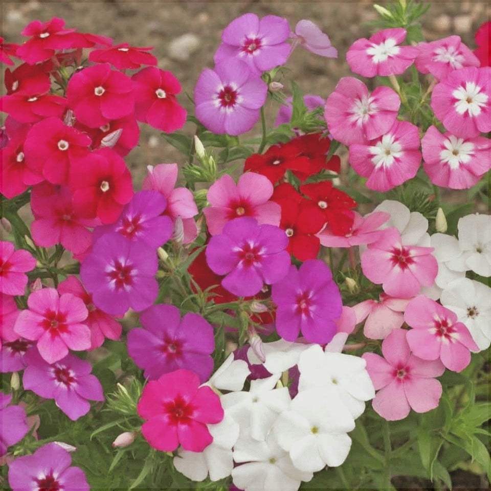 Bulbi-de-Phlox-Panticulata-Mixed-Brumarele-5-bucat-6 - Pepiniera României