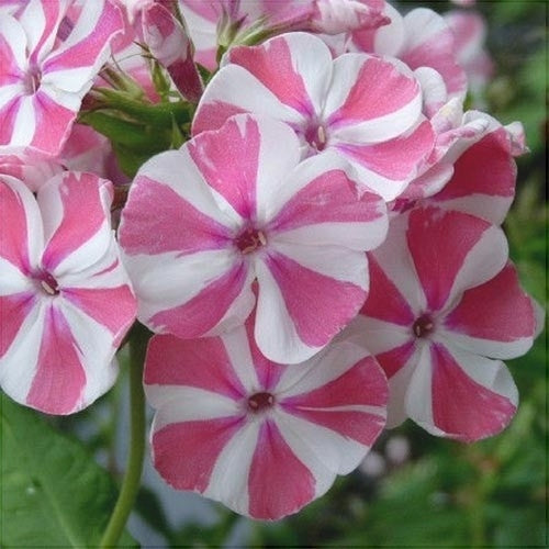 Цветущие флоксы Pink Windmill с бело-розовыми лепестками крупным планом