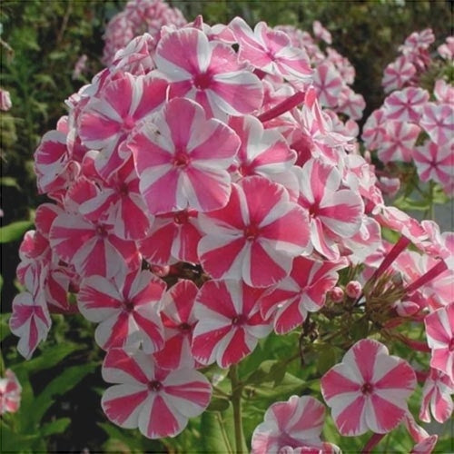 Флокс Pink Windmill с ярко-розовыми и белыми цветками в саду, крупным планом