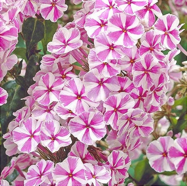 Цветущий флокс Pink Windmill с бело-розовыми соцветиями в саду крупным планом