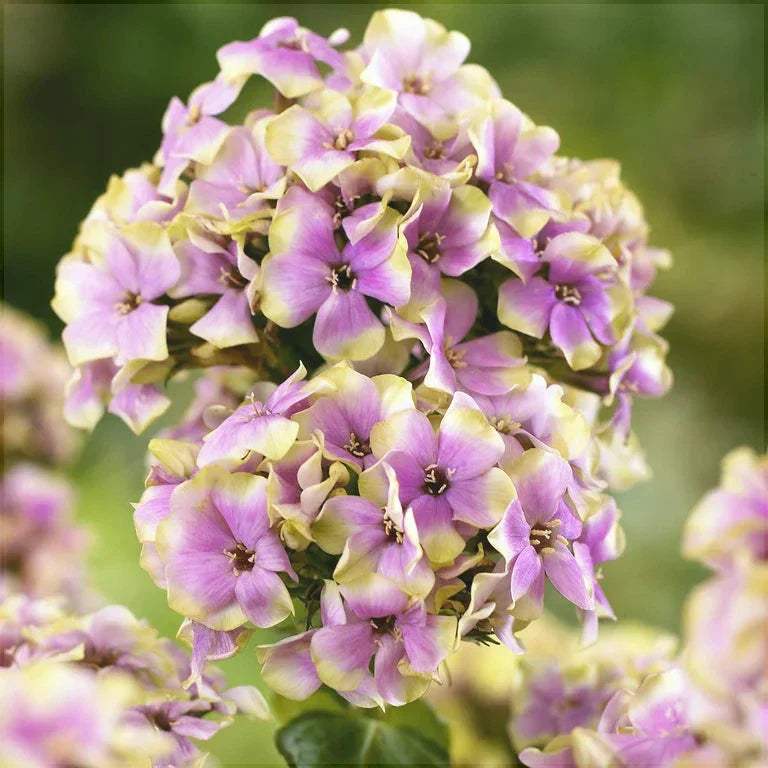 Bulbi-de-Phlox-StarBurst-Brumarele-1-Bucata-1 - Pepiniera României