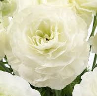 Floare de Ranunculus alb, petale dense, bulbi de flori ornamentale pentru grădină
