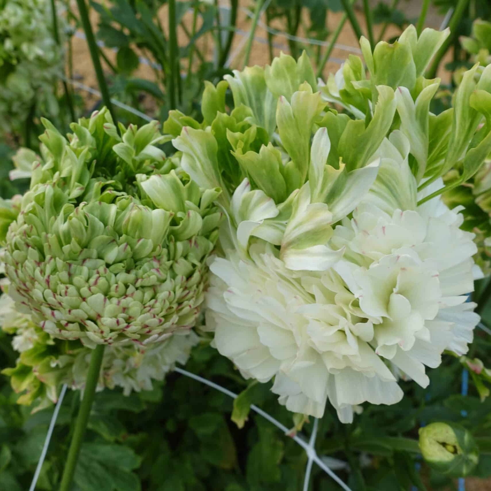 белые цветы ранункулюса Crown Giverny крупным планом в саду
