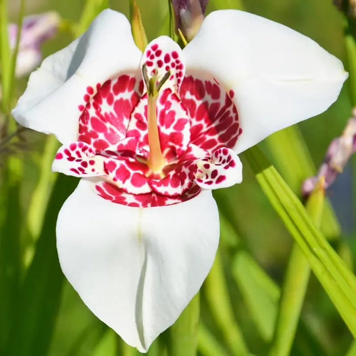 Bulbi de Tigridia Alba Grandiflora, 5 Bucata