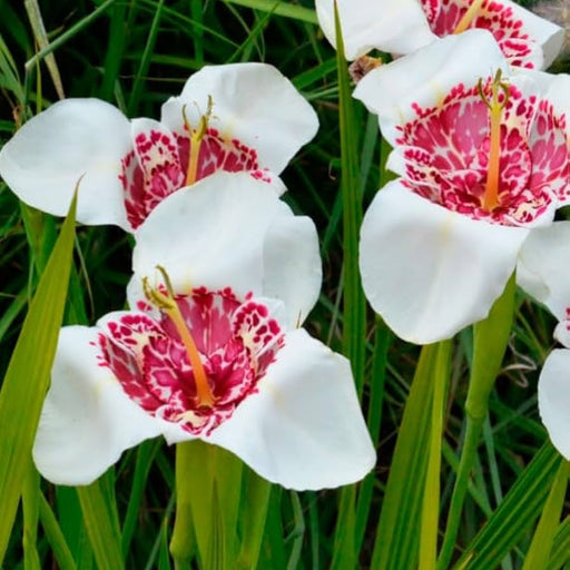 Bulbi de Tigridia Alba Grandiflora, 5 Bucata