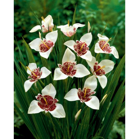 Bulbi de Tigridia Alba Grandiflora, 5 Bucata