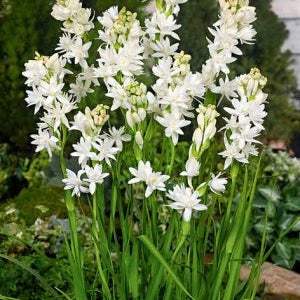 Bulbi-de-Tuberoza-The-Pearl-2-Bucati-6 - Pepiniera României