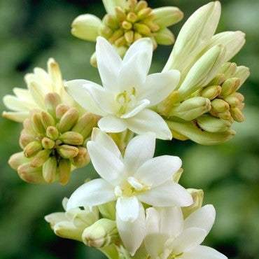 Bulbi-de-Tuberoza-The-Pearl-2-Bucati-9 - Pepiniera României