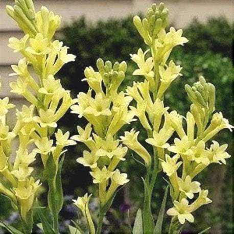 Bulbi-de-Tuberoza-Yellow-Baby-2-Bucati-14 - Pepiniera României