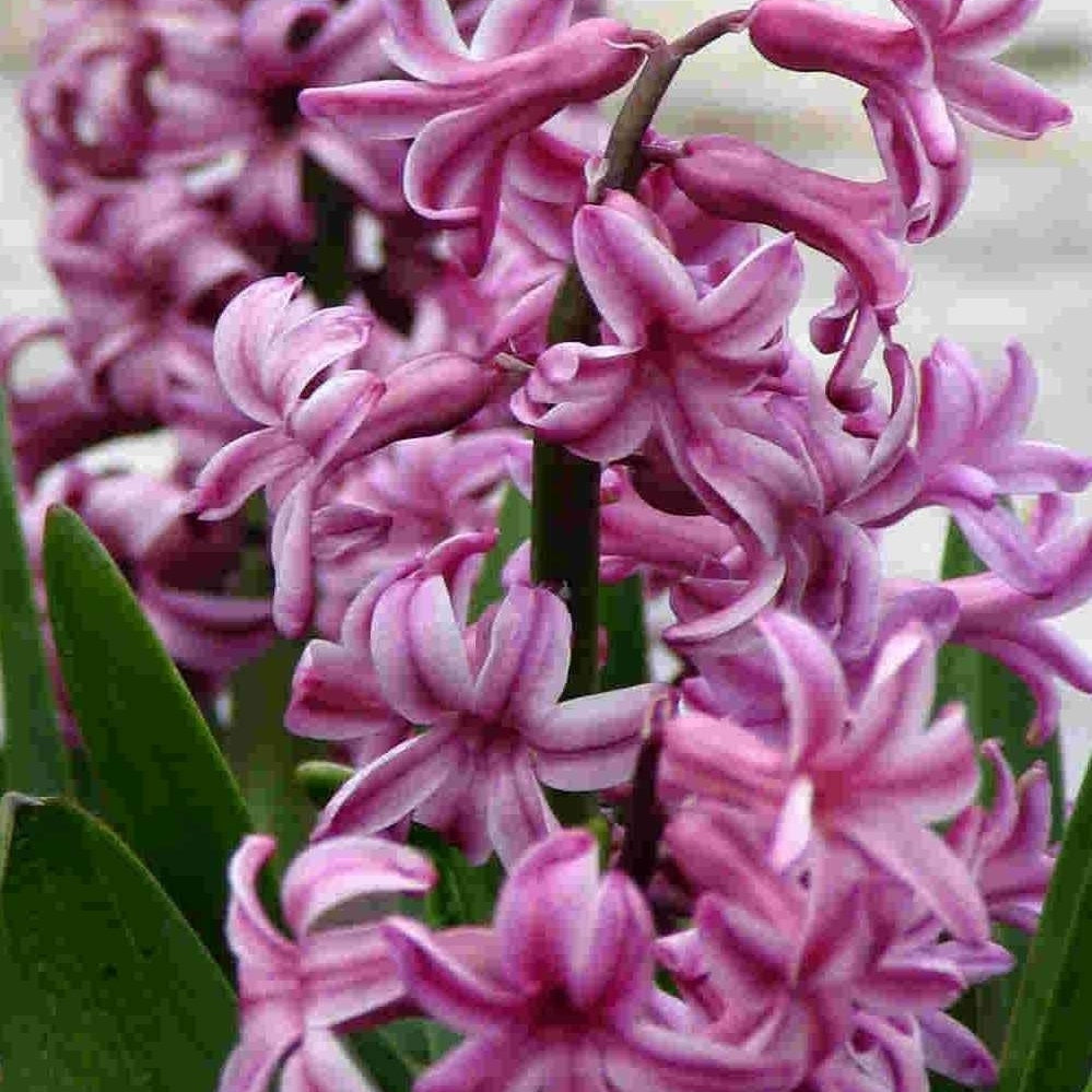 Bulbi de Zambile "Amethyst", 2 Bucati